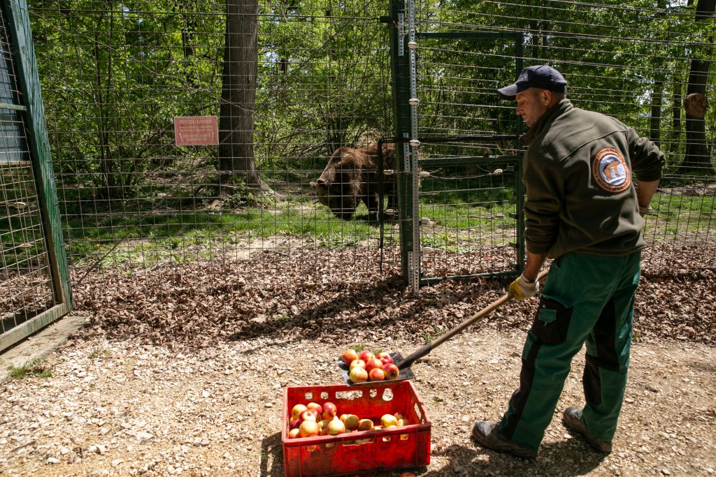 Un îngrijitor hrănește urșii din rezervație. Animalele primesc fructe, legume, carne, uneori înghețată și miere zaharisită în franzele