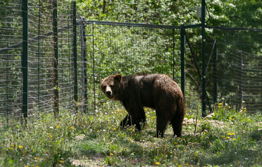 Sanctuarul de la Zărnești, fără vizitatori și fără donații în vremea pandemiei. Urșii cu povești triste au traume și ticuri de copii orfani