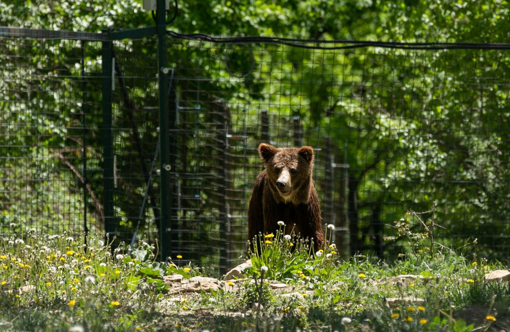 Sanctuarul de la Zărnești, fără vizitatori și fără donații în vremea pandemiei. Urșii cu povești triste au traume și ticuri de copii orfani