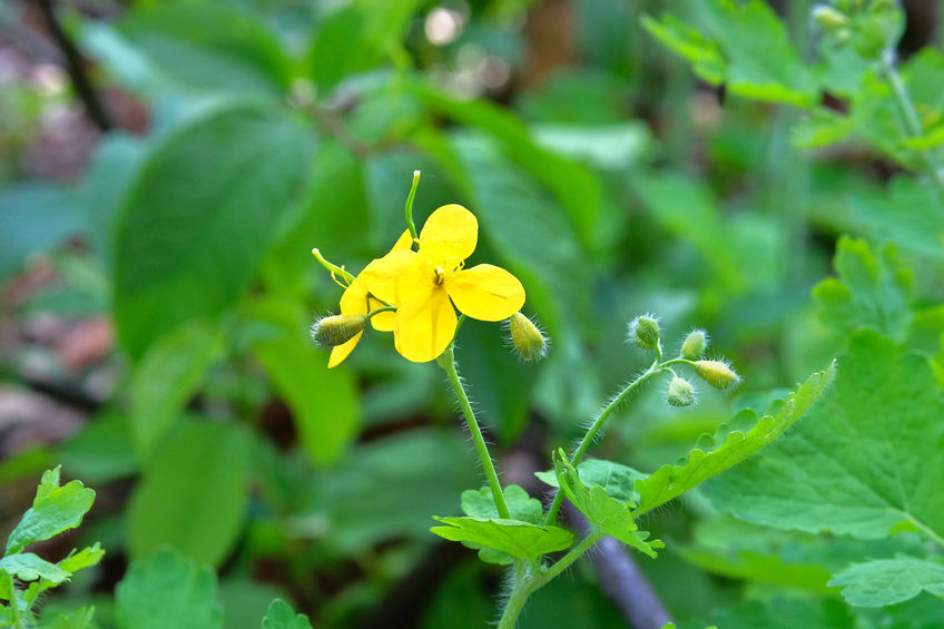 Floare de rostopască