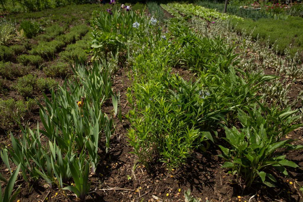 Îmblânzitorul de lavandă și mușețel. Pasionat de plantele medicinale, cercetătorul Nicolai Ungureanu a creat reţete proprii de ceaiuri naturale