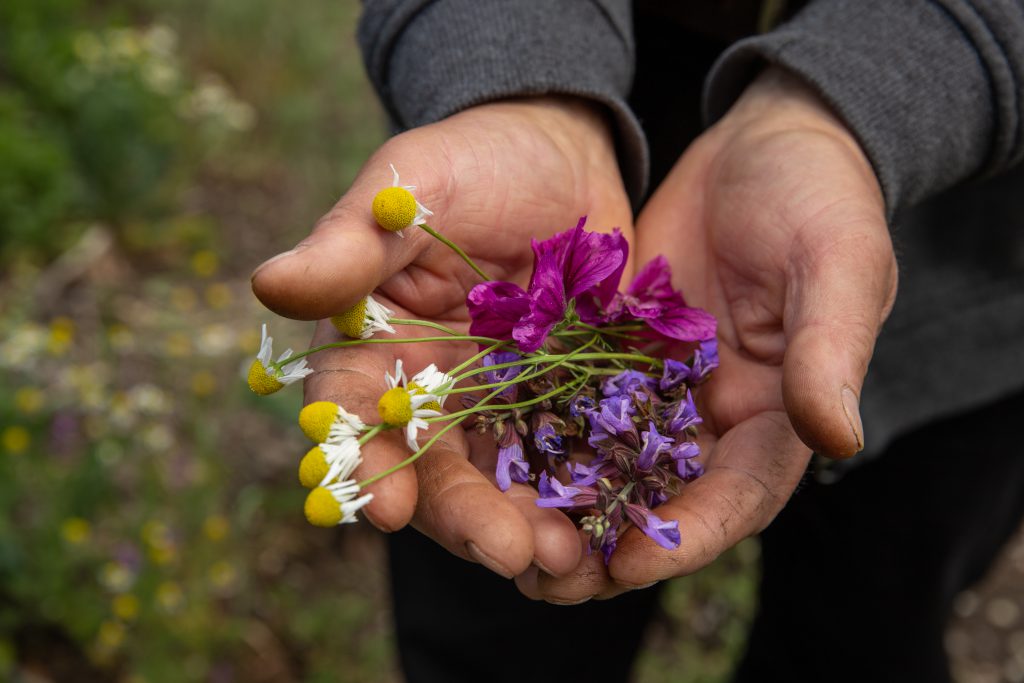Îmblânzitorul de lavandă și mușețel. Pasionat de plantele medicinale, cercetătorul Nicolai Ungureanu a creat reţete proprii de ceaiuri naturale