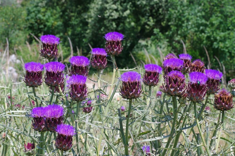 Anghinare - Cynara scolymus