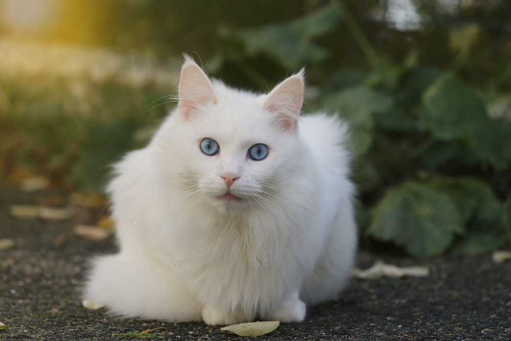 Cele Mai Frumoase Pisici Din Lume - Feline Iubitoare și Răsfățate 