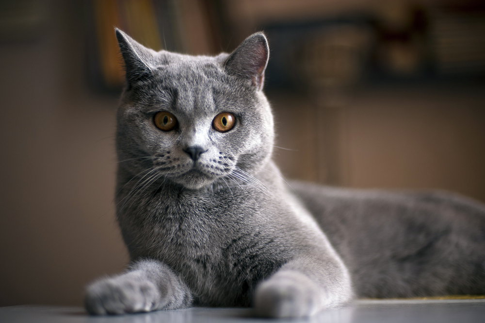 British Shorthair - cele mai scumpe rase de pisici