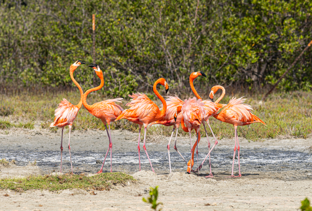 Cele mai colorate păsări din lume - flamingo