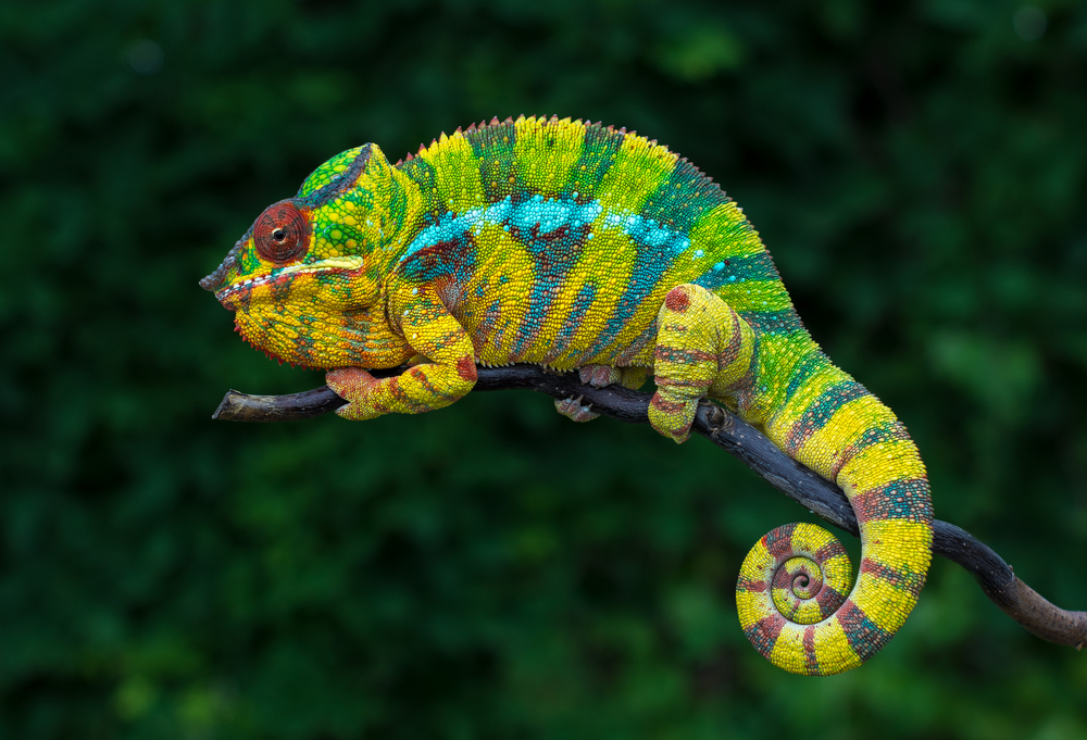 Chameleon Panther