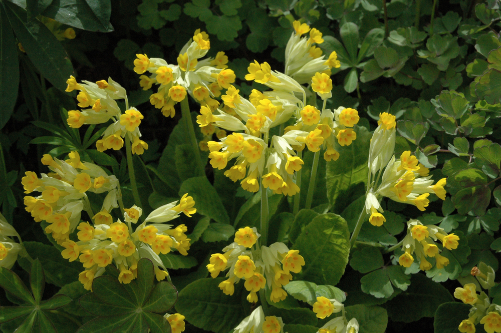 Ciuboțica-cucului - Primula officinalis