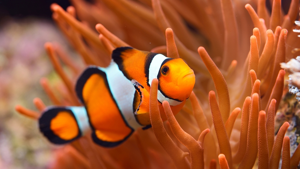 Clownfish