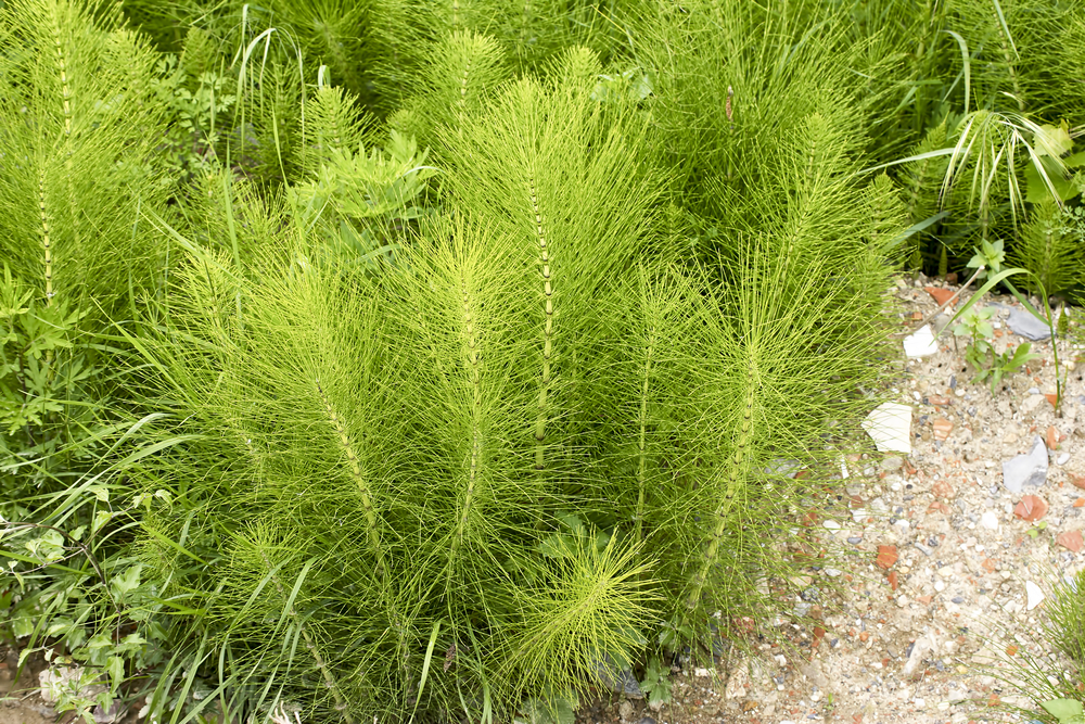 Coada-calului - Equisetum arvense - plante medicinale