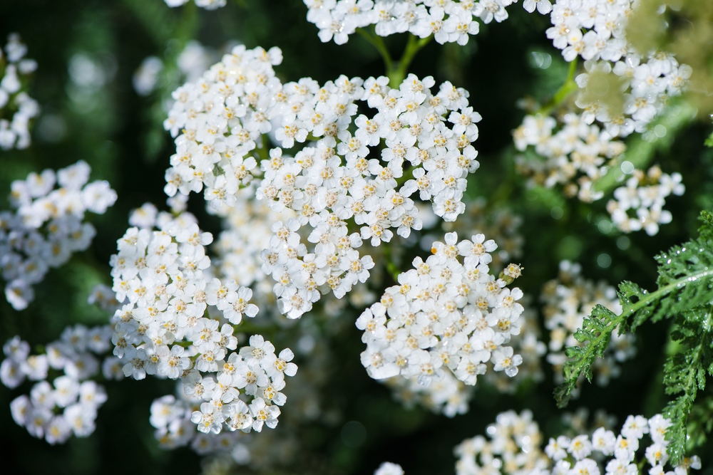 Coada-șoricelului - Achillea millefolium