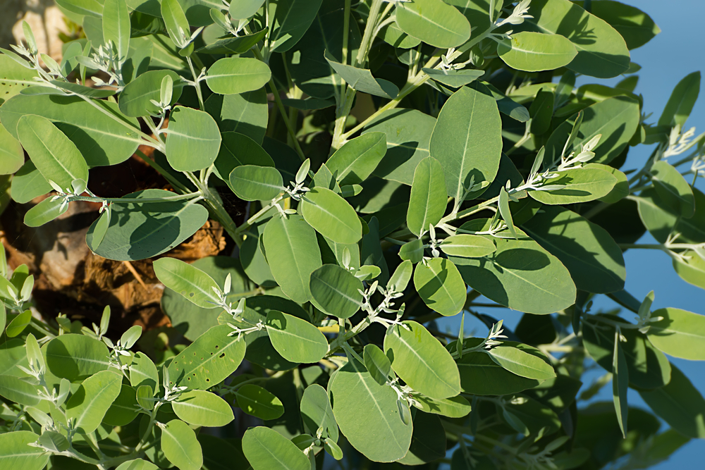 Eucalipt - Eucalyptus globulus