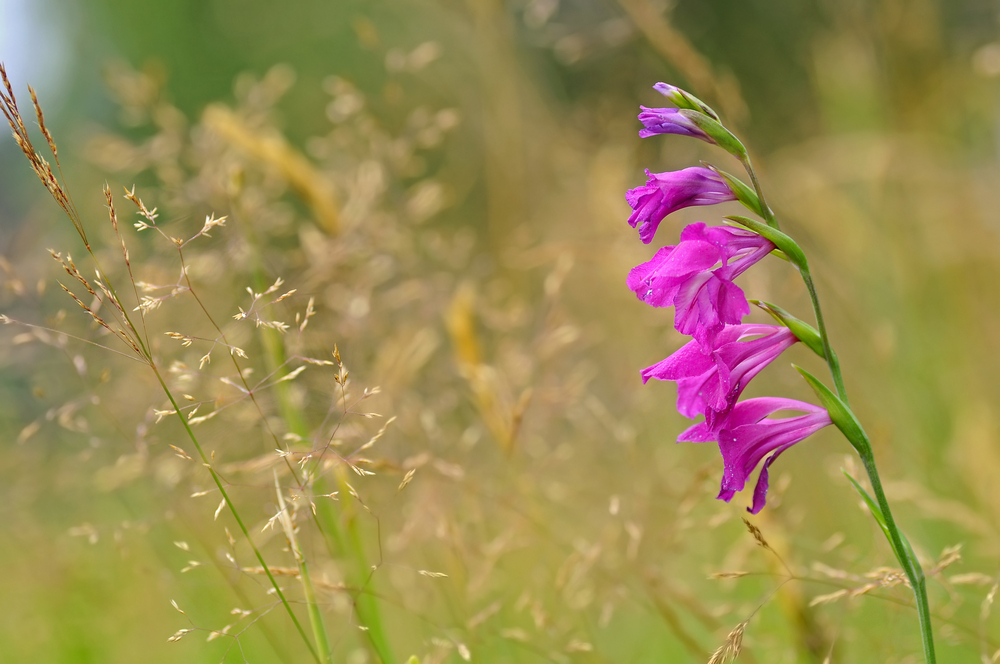 Gladiolus imbricatus - Gladiola sălbatică.