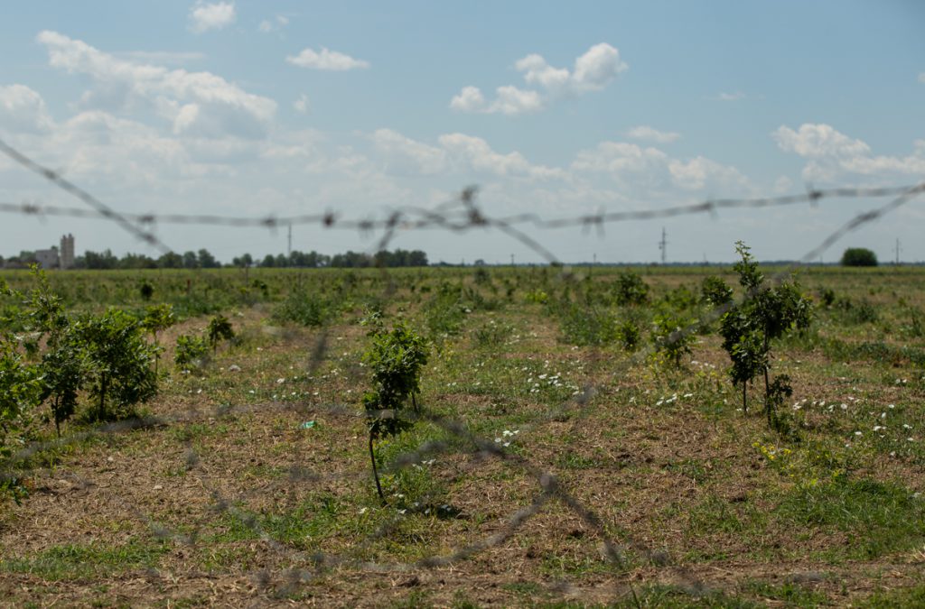VIDEO | Cum să îngropi 2,4 milioane de euro. La peste doi ani de la primele plantări, Parcul Memoriei Naţionale de lângă Mărășești arată ca un deşert