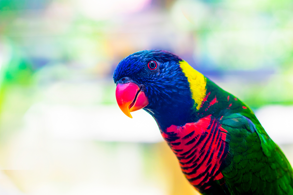 Lorichet multicolor
