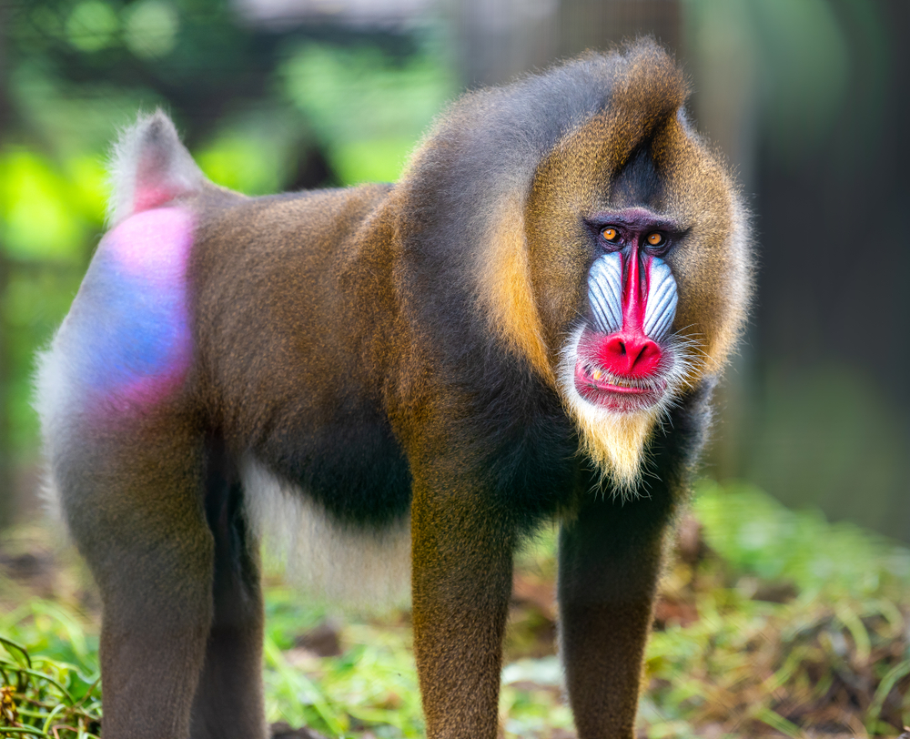Mandrill - cele mai colorate animale din lume