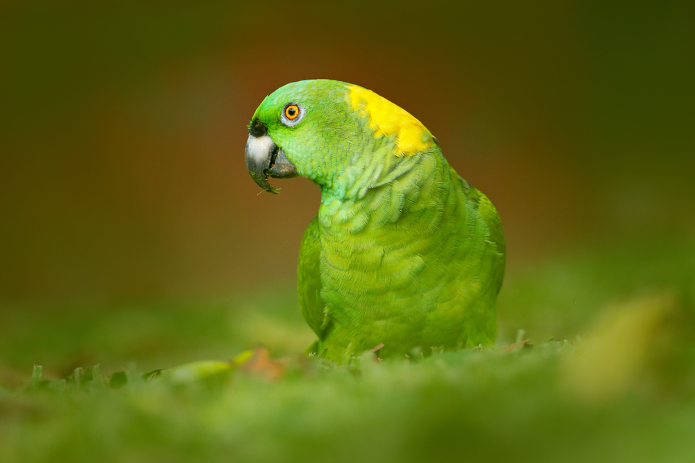 Papagalul Amazon cu ceafă galbenă - Amazona auropalliata