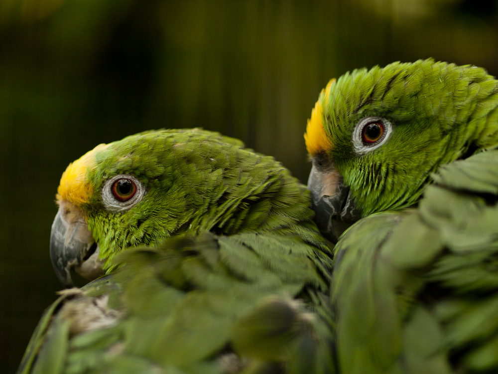 Papagalul Amazon cu coroană galbenă - Amazona ochrocephala