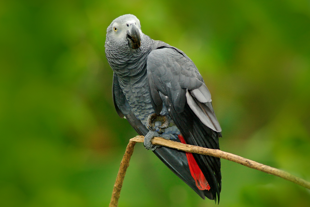 Papagalul gri african - Psittacus erithacus - Păsări care pot vorbi