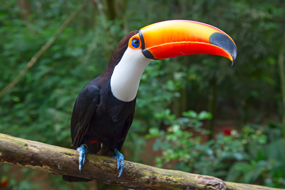 Pasărea Tucan
