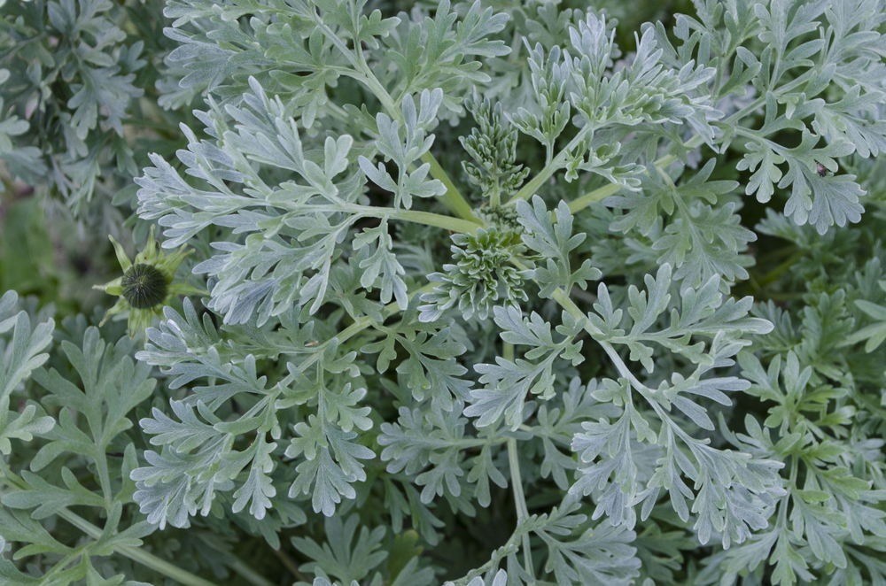 Pelin - Artemisia absinthium