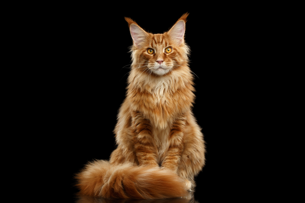 Pisică Maine Coon