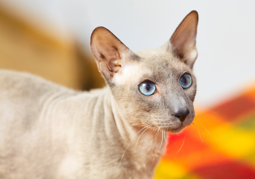 Pisica Peterbald