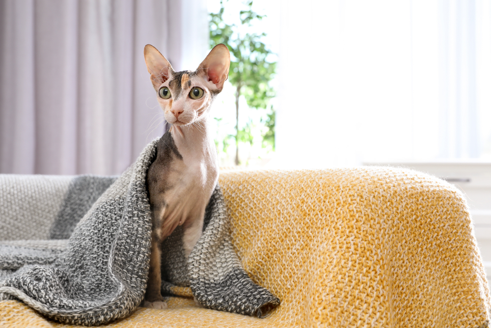 Pisica Sphynx