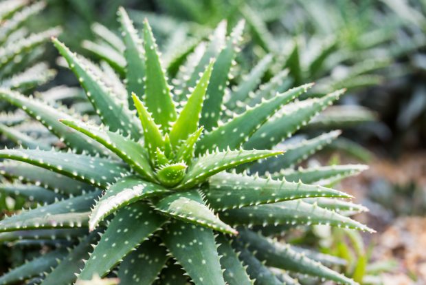 7  beneficii ale plantei de Aloe Vera pentru sănătate