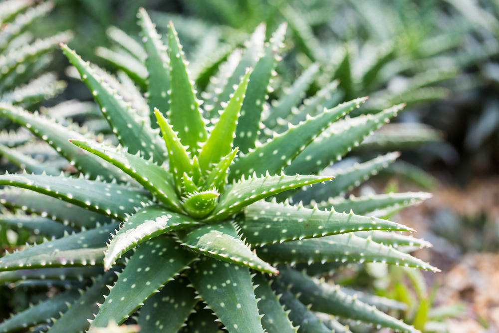 Plante medicinale - Aloe Vera