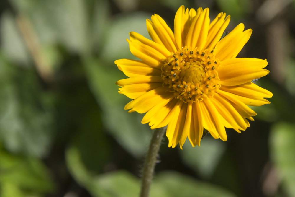 Plante medicinale - Arnică - Arnica montana