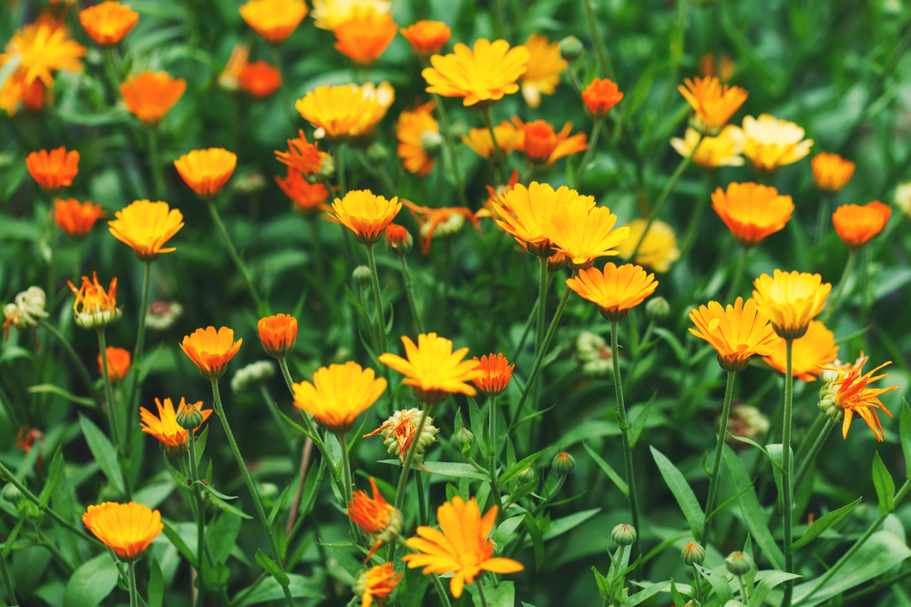 Plante medicinale - Gălbenele - Calendula officinalis