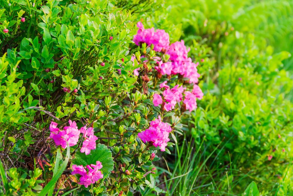 Rhododendron kotschyi - denumire populară Smardarul