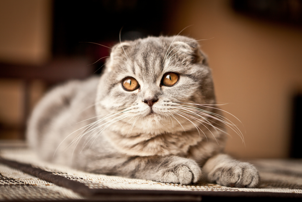 Scottish Fold - cele mai frumoase pisici din lume