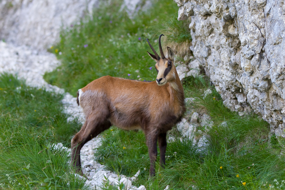 Subspecie a caprelor negre, Rupicapra rupicapra carpatica.