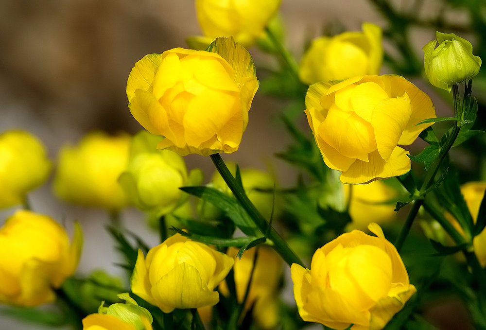 Trollius europaeus - denumire populară Bulbucii de munte