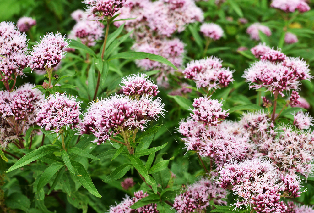 Valeriană - Valeriana officinalis