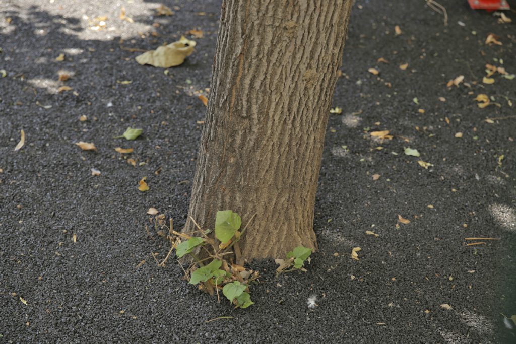 Lucrare în bătaie de joc: Trunchiurile de copaci, sufocate cu tartan într-un părculeț din București. „Acești arbori vor muri”