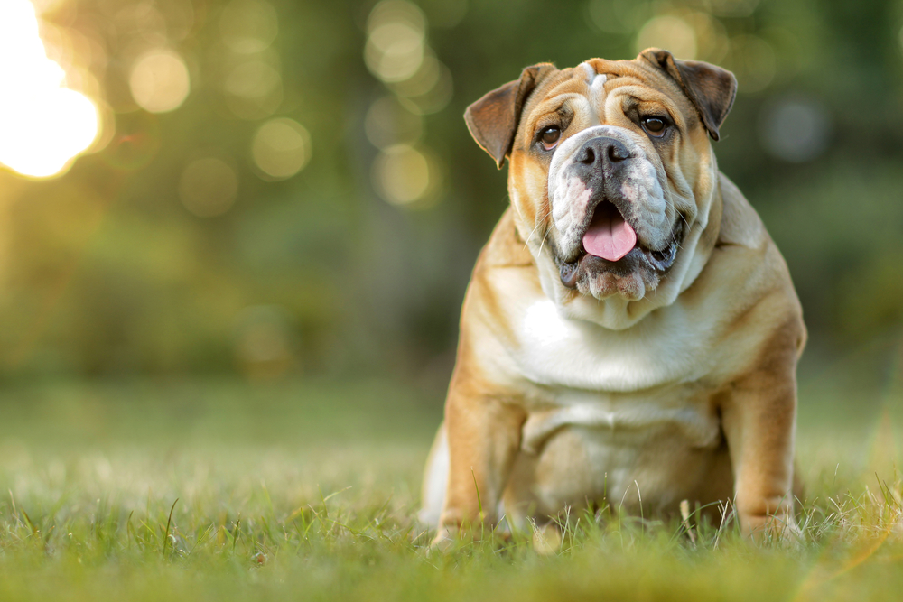 Bulldog englez
