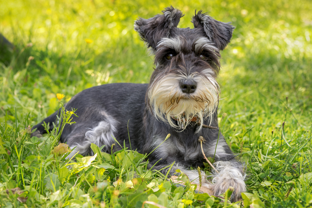 Câine Schnauzer