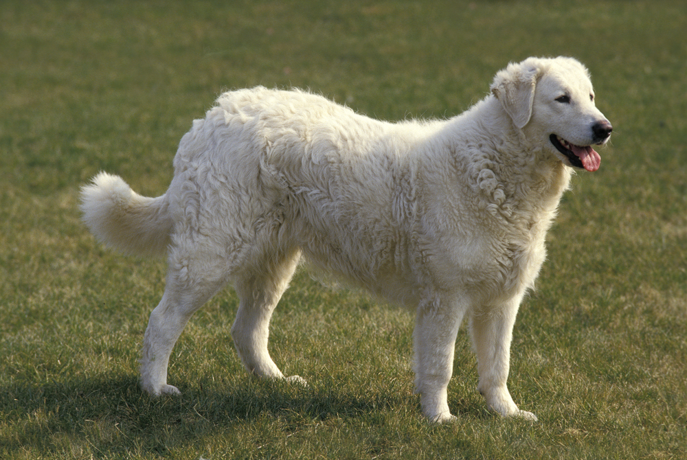 Câinele Kuvasz