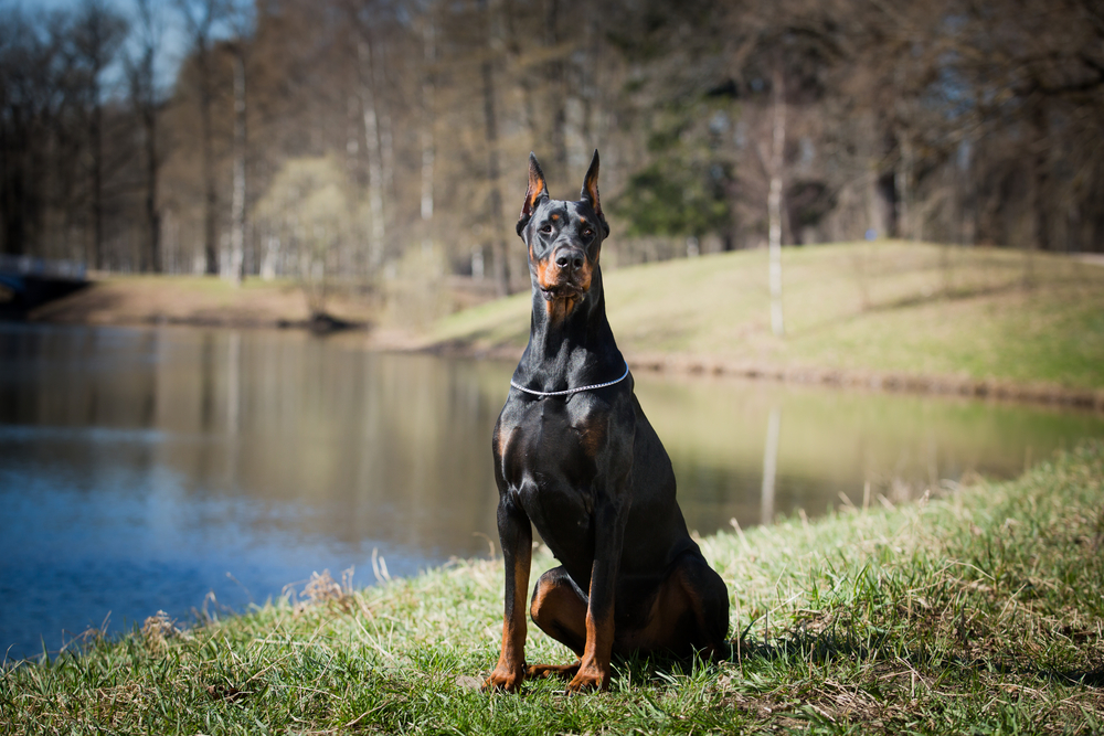Doberman - câine de pază