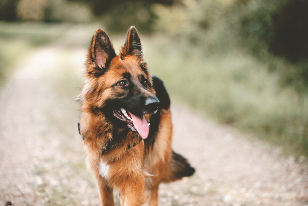 Dog german