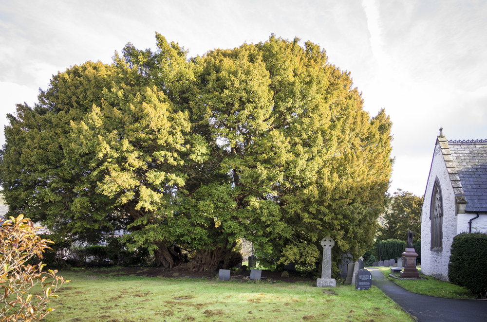 Llangernyw Yew