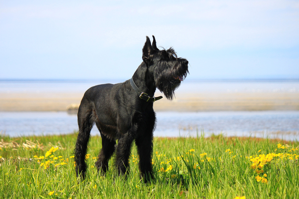 Rase de câini mari - Schnauzer