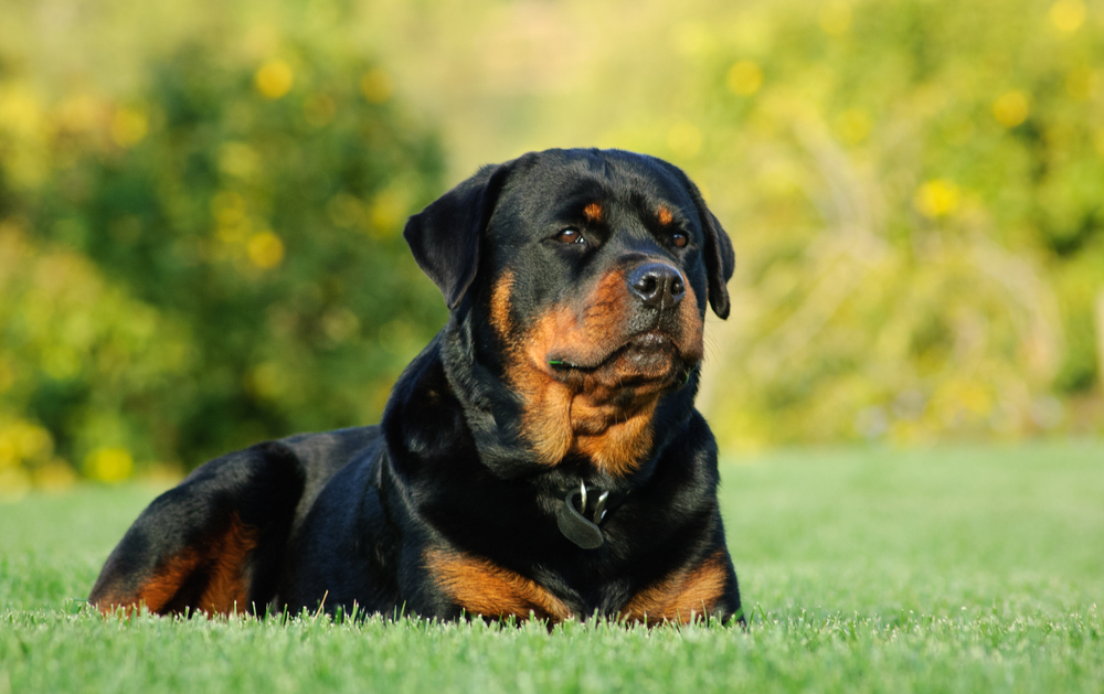 Rottweiler - rase de câini cunoscute