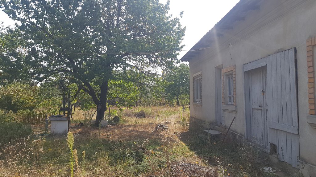 VIDEO | După ce DIICOT a confiscat canabisul din vie, sătenii din Stolnici, Argeş, şi-au amintit: “Acum câţiva ani, poliţiştii au scos cânepa din cimitir”