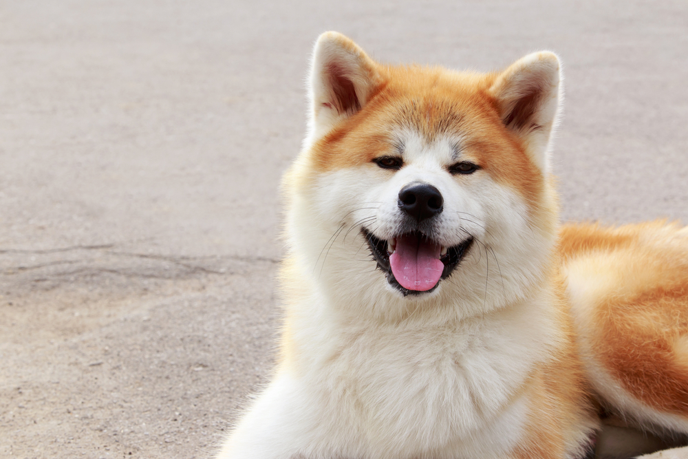 Animale de companie - rasa Akita Inu