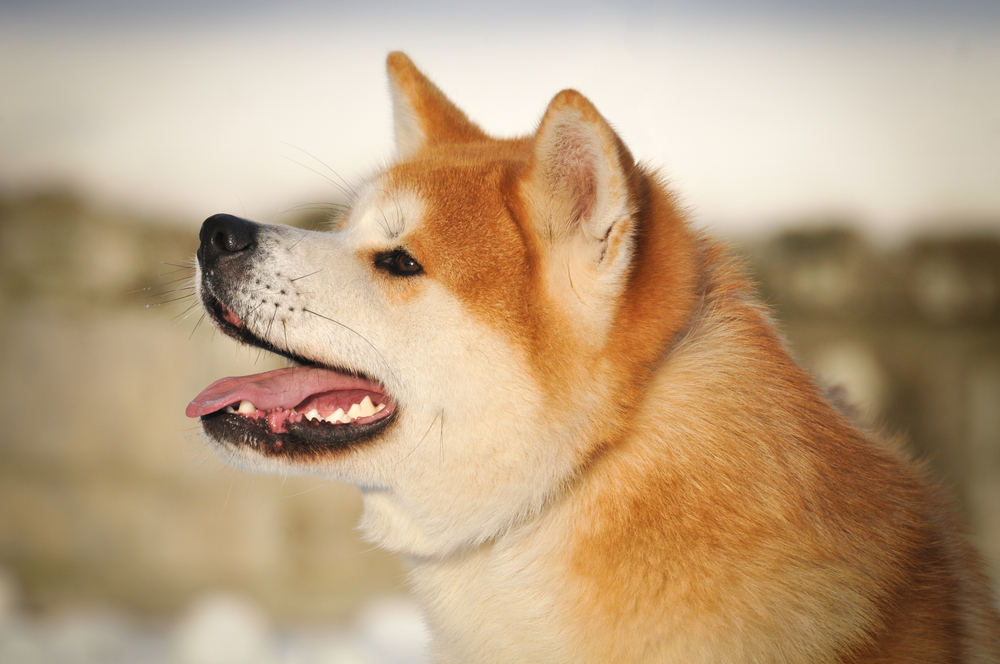 Animale de rasă - Akita Inu