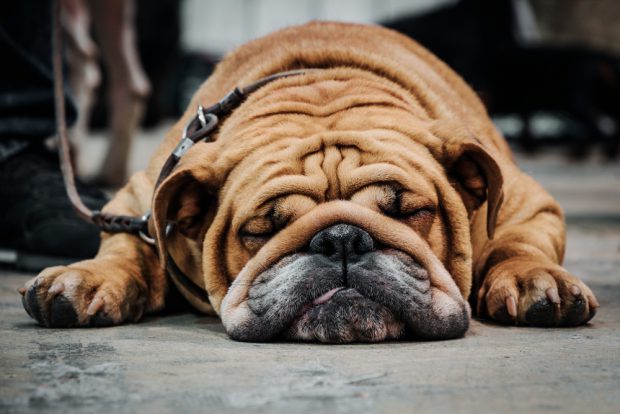 Veterinarii cer interzicerea vânzării buldogilor englezi și postarea de poze cu ei pe internet. Crescătorii dau și 48.000 de dolari pe un exemplar